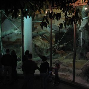 Primates - Western Lowland Gorilla Bedroom