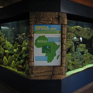 Aquatic Animals Building - African Lake Fish Exhibit