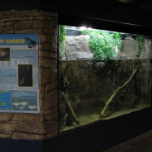 Aquatic Animals Building - Archerfish Exhibit
