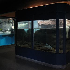 Aquatic Animals Building - Fish Exhibit