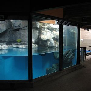 Aquatic Animals Building - Tufted Puffin Exhibit