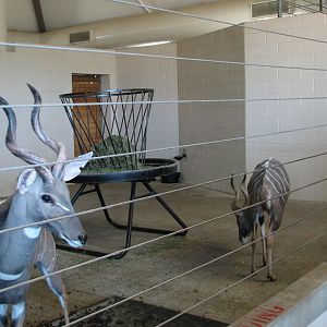 African Hoofed Stock - Lesser Kudu Bedroom