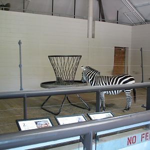 African Hoofed Stock - Grants Zebra Bedroom