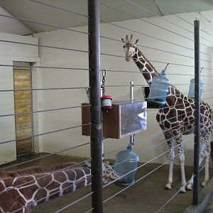 African Hoofed Stock - Reticulated Giraffe Bedroom