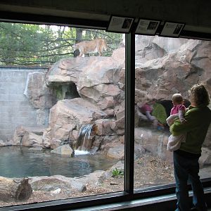Large Cats - Cougar Exhibit