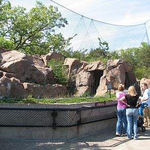 Large Cats - Cougar Exhibit