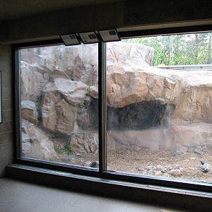 Large Cats - Snow Leopard Exhibit