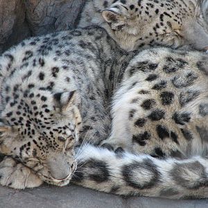 Large Cats - Snow Leopard