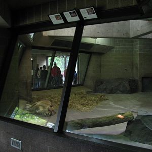 Large Cats - African Lion Bedroom