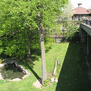 Large Cats - African Lion Exhibit