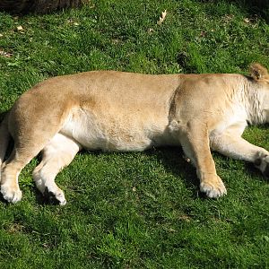 Large Cats - African Lion