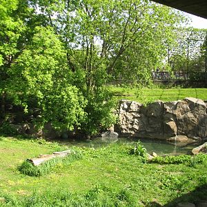 Large Cats - Siberian Tiger Exhibit