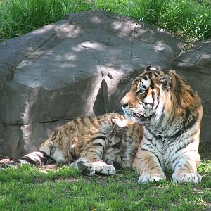 Large Cats - Siberian Tiger