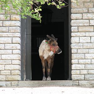 Old Hoofed Stock Barn - Reindeer