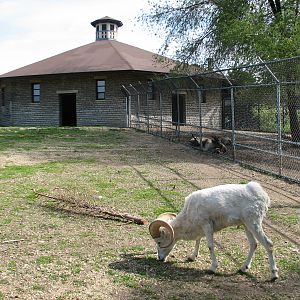 Old Hoofed Stock Barn - Dalls Sheep Exhibit