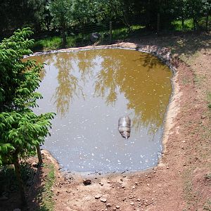 Pygmy hippo at South Lakes Wild Animal Park, 23 May 2010