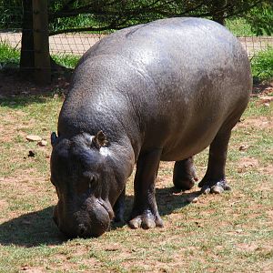 Pygmy hippo at South Lakes Wild Animal Park, 23 May 2010