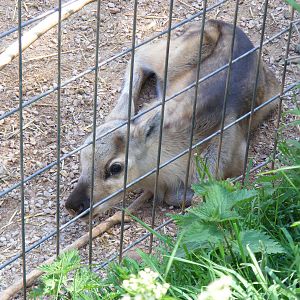 Reindeer calf at South Lakes Wild Animal Park, 23 May 2010