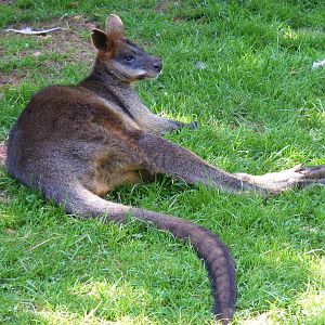 Swamp wallaby at South Lakes Wild Animal Park, 23 May 2010