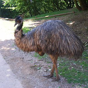 Emu at South Lakes Wild Animal Park, 23 May 2010