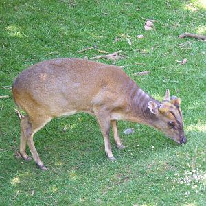 Muntjac deer at South Lakes Wild Animal Park, 23 May 2010