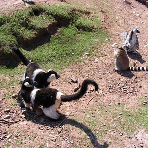 Belted ruffed lemurs and ring-tailed lemurs at South Lakes Wild Animal Park