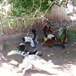 Lemurs at South Lakes Wild Animal Park, 23 May 2010
