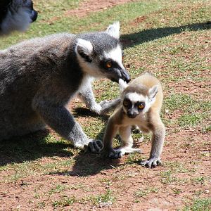 Ring-tailed lemur with baby at South Lakes Wild Animal Park, 23 May 2010