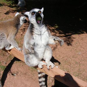Ring-tailed lemur eating a grape at South Lakes Wild Animal Park, 23 May 20