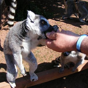 Ring-tailed lemur eating a grape at South Lakes Wild Animal Park, 23 May 20