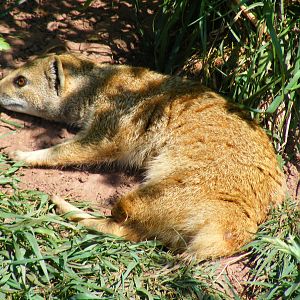 Yellow mongoose at South Lakes Wild Animal Park, 23 May 2010