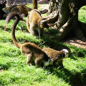 Black lemurs and white-fronted brown lemurs at South Lakes Wild Animal Park