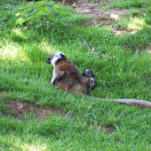 Lemur with twin babies at South Lakes Wild Animal Park, 23 May 2010