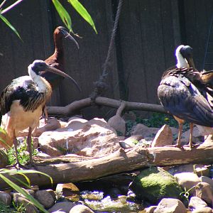 Straw-necked ibises and glossy ibis (I think) at South Lakes Wild Animal Pa
