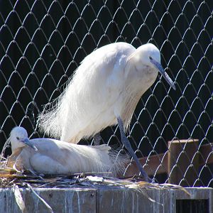 Little egret at South Lakes Wild Animal Park, 23 May 2010