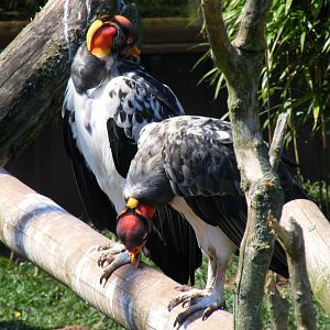 King vultures at South Lakes Wild Animal Park, 23 May 2010