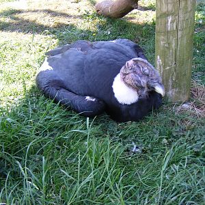 Andean condor at South Lakes Wild Animal Park, 23 May 2010