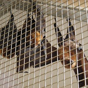 Rodriguez fruit bats at South Lakes Wild Animal Park, 23 May 2010