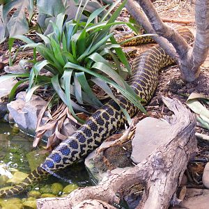 Yellow anaconda at South Lakes Wild Animal Park, 23 May 2010