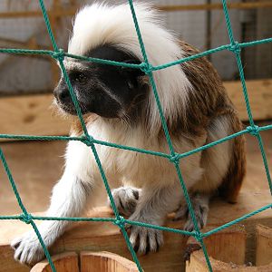 Cotton-top tamarin at South Lakes Wild Animal Park, 23 May 2010