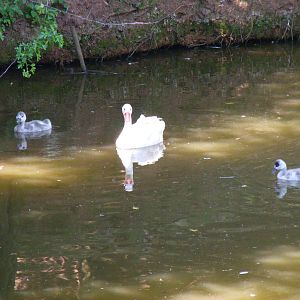 Coscoroba swan with cygnets at South Lakes Wild Animal Park, 23 May 2010