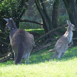 Kangaroo with joey at South Lakes Wild Animal Park, 23 May 2010