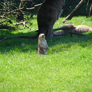 Prairie dog with kangaroos at South Lakes Wild Animal Park, 23 May 2010
