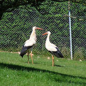European white storks at South Lakes Wild Animal Park, 23 May 2010