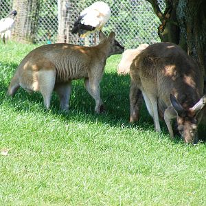 River sand wallaby and kangaroos at South Lakes Wild Animal Park, 23 May 20