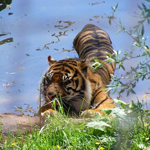 Sumatran tiger at South Lakes Wild Animal Park, 23 May 2010