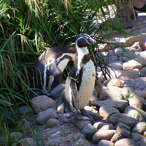 Humboldt penguins at South Lakes Wild Animal Park, 23 May 2010