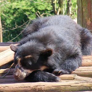 Andean (spectacled) bear at South Lakes Wild Animal Park, 23 May 2010