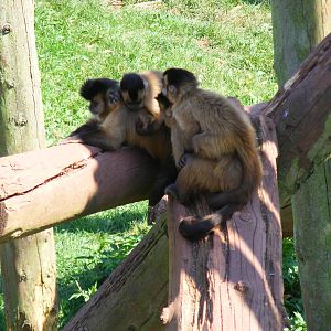Brown capuchin monkeys at South Lakes Wild Animal Park, 23 May 2010