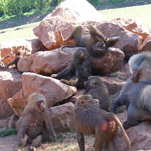 Hamadryas baboons at South Lakes Wild Animal Park, 23 May 2010